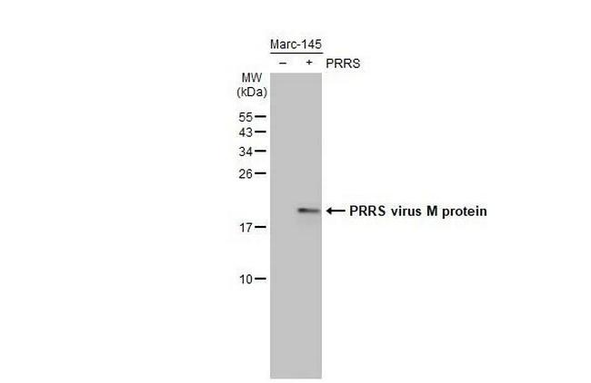 PRRS Virus M Protein (Strain: VR-2322) Antibody in Western Blot (WB)