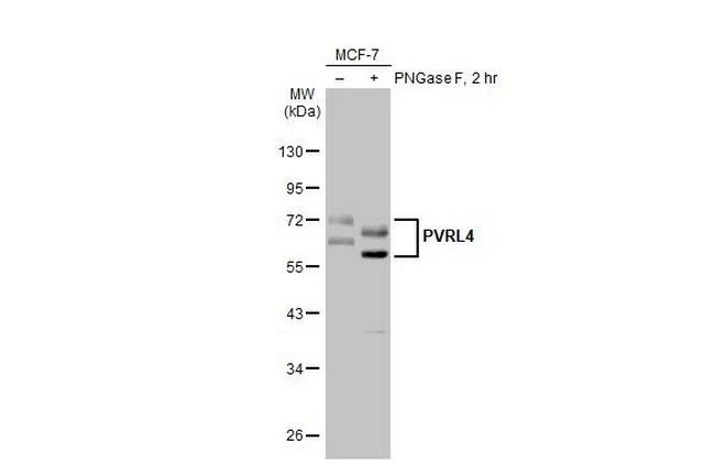 Nectin 4 Antibody in Western Blot (WB)