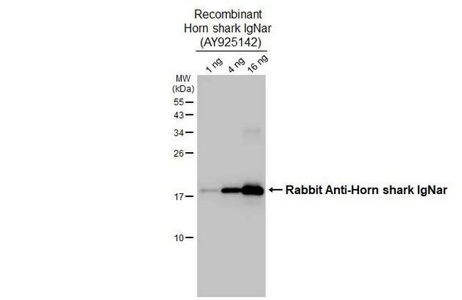 Horn shark IgNar Antibody in Western Blot (WB)