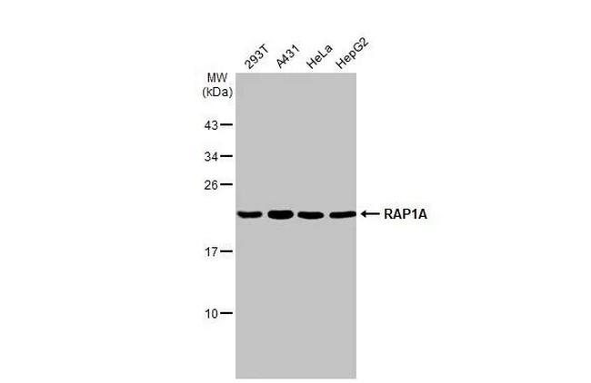 RAP1A Antibody in Western Blot (WB)