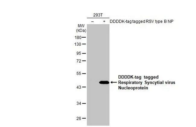 RSV NP Antibody in Western Blot (WB)
