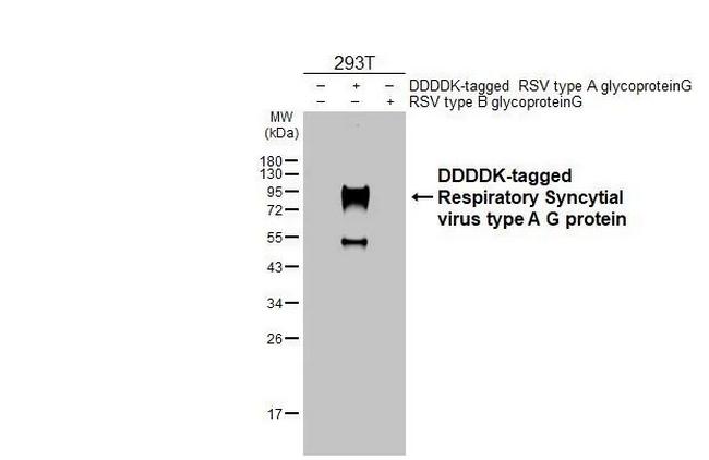 RSV Type A Glycoprotein G Antibody in Western Blot (WB)