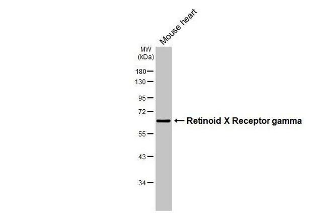 RXRG Antibody in Western Blot (WB)