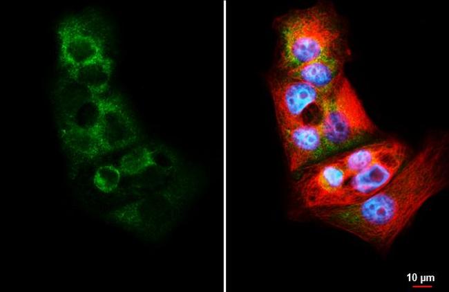 RPS26 Antibody in Immunocytochemistry (ICC/IF)