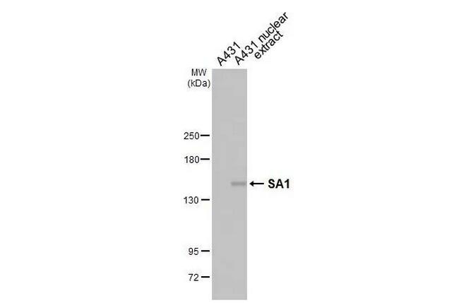 STAG1 Antibody in Western Blot (WB)