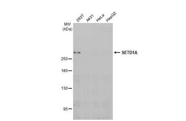 SETD1A Antibody in Western Blot (WB)