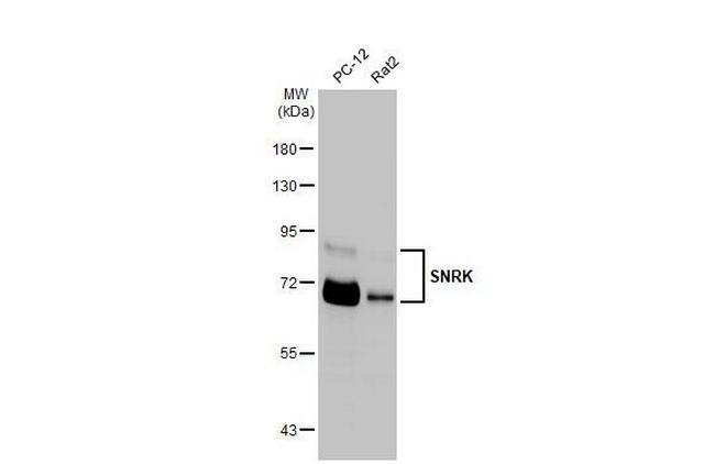 SNRK Antibody in Western Blot (WB)