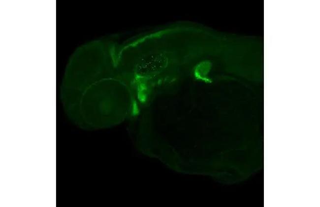 SOX9a Antibody in Immunohistochemistry (IHC)