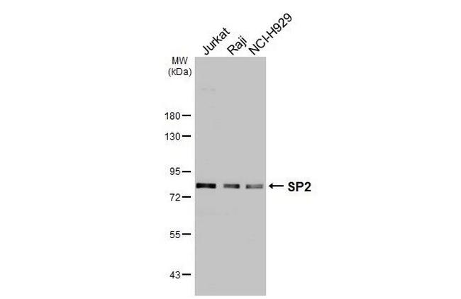 SP2 Antibody in Western Blot (WB)