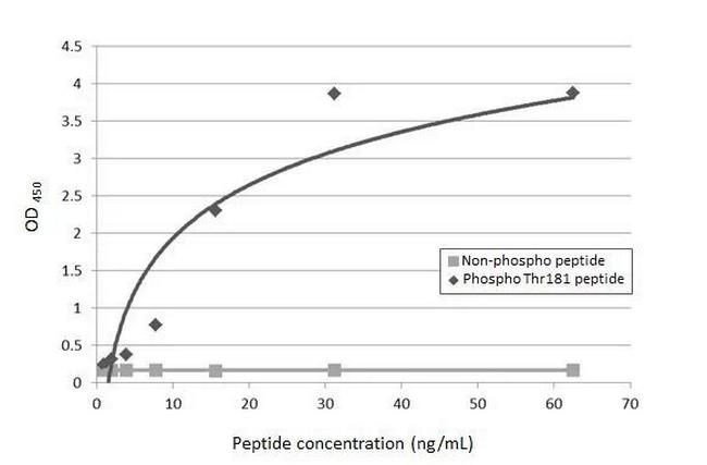 Phospho-Tau (Thr181) Antibody in ELISA (ELISA)