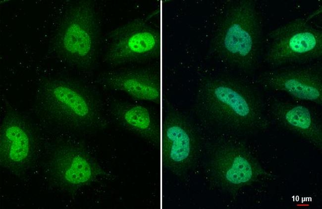 WWTR1 Antibody in Immunocytochemistry (ICC/IF)