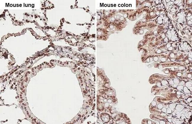 TET3 Antibody in Immunohistochemistry (Paraffin) (IHC (P))