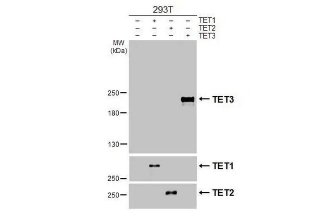 TET3 Antibody in Western Blot (WB)
