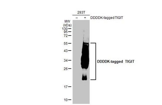 TIGIT Antibody in Western Blot (WB)