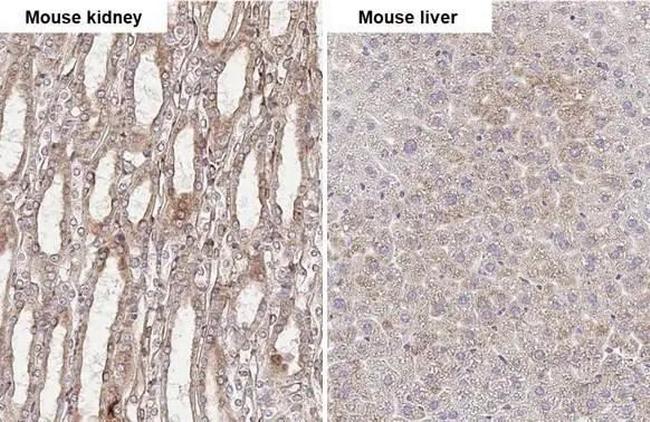 tPA Antibody in Immunohistochemistry (Paraffin) (IHC (P))