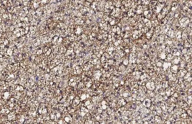 UCP1 Antibody in Immunohistochemistry (Paraffin) (IHC (P))