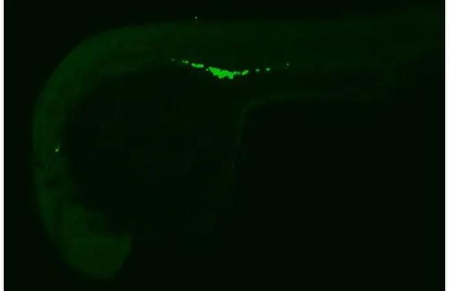 DDX4 Antibody in Immunohistochemistry (IHC)