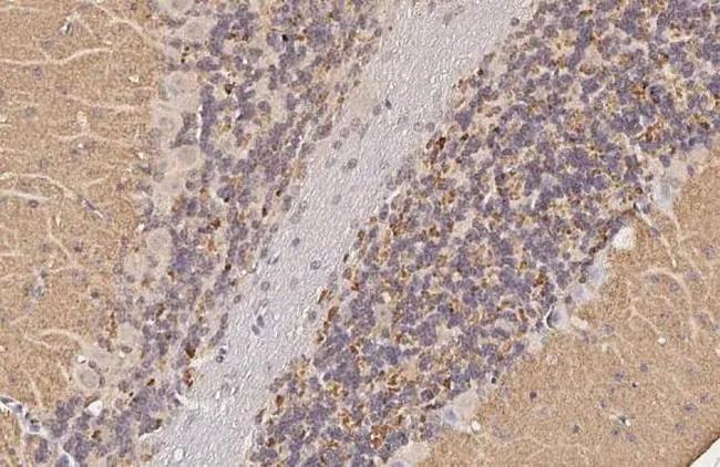 VGLUT1 Antibody in Immunohistochemistry (Paraffin) (IHC (P))