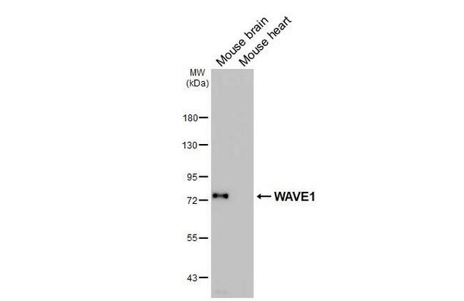 WAVE1 Antibody in Western Blot (WB)