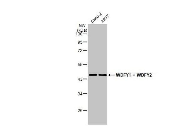 WDFY1/2 Antibody in Western Blot (WB)
