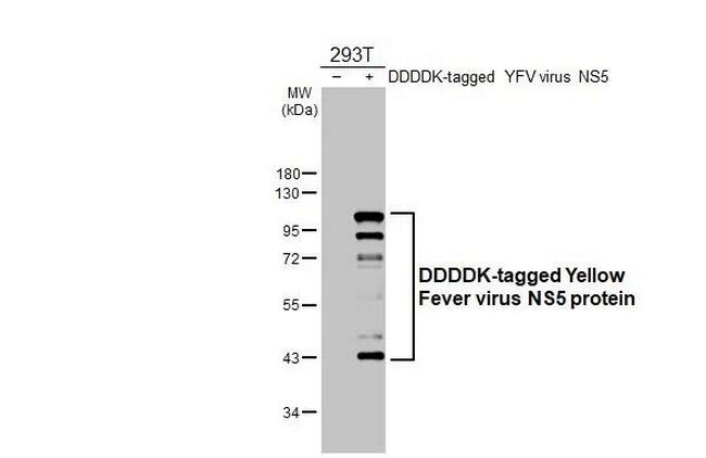 Yellow Fever Virus NS5 Antibody in Western Blot (WB)