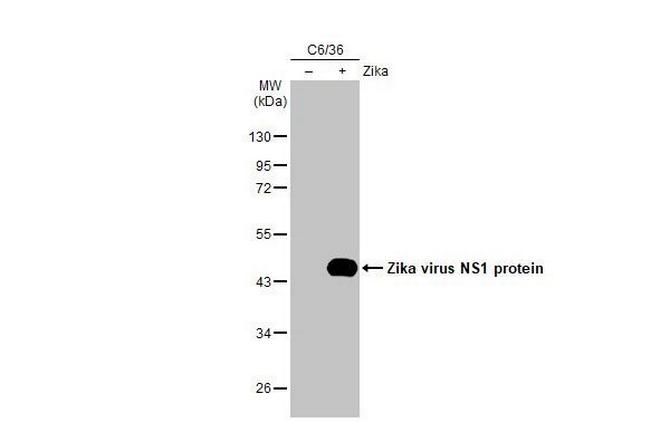 Zika Virus NS1 (strain H/PF/2013) Antibody in Western Blot (WB)