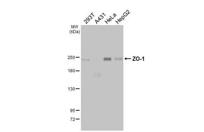 ZO-1 Antibody in Western Blot (WB)