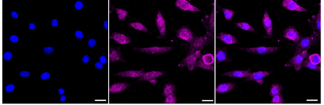 GAS2 Antibody in Immunocytochemistry (ICC/IF)