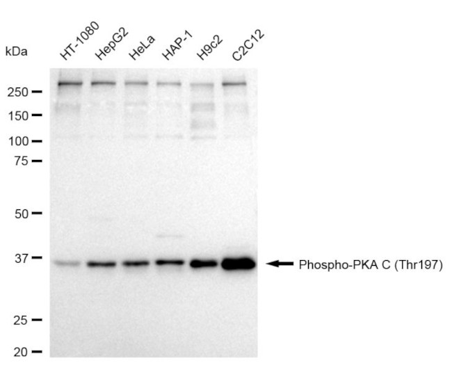 Phospho-PKA alpha/beta/gamma (Thr197) Antibody in Western Blot (WB)
