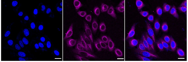 PKC zeta Antibody in Immunocytochemistry (ICC/IF)