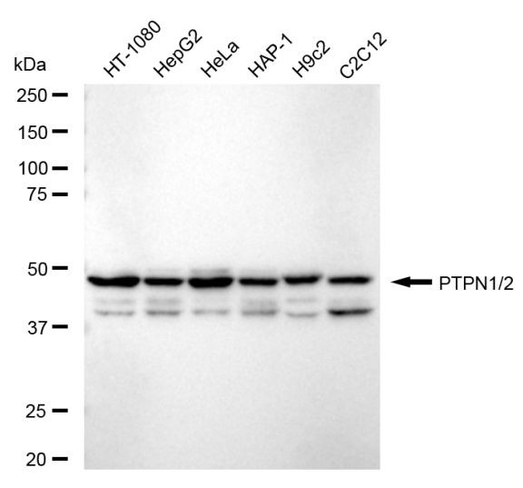 PTP1B/PTPN2 Antibody in Western Blot (WB)