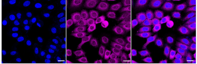 TCP1 Antibody in Immunocytochemistry (ICC/IF)