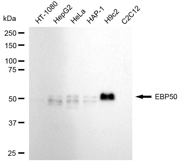 EBP50 Antibody in Western Blot (WB)