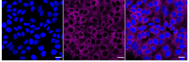 AZI2 Antibody in Immunocytochemistry (ICC/IF)