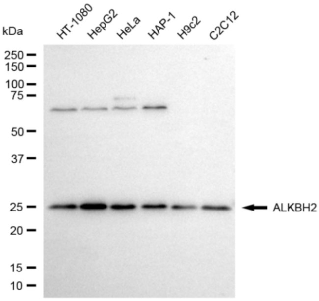 ALKBH2 Antibody in Western Blot (WB)