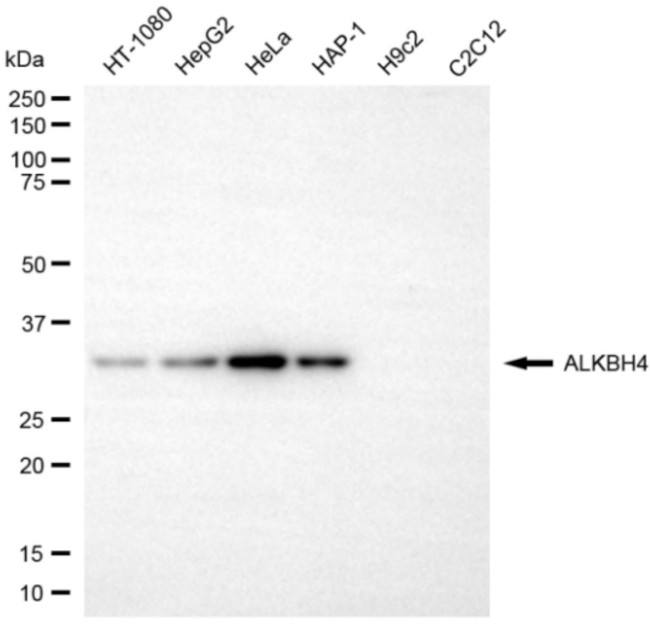 ALKBH4 Antibody in Western Blot (WB)