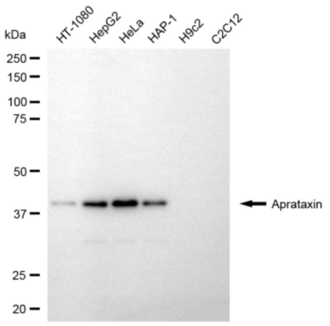 Aprataxin Antibody in Western Blot (WB)