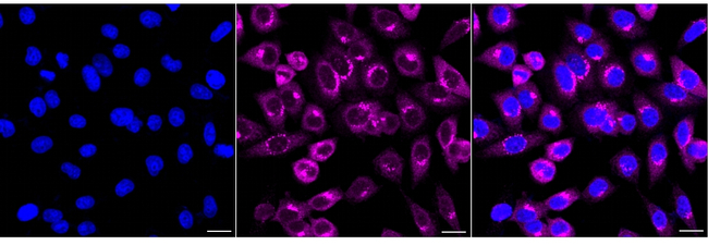ARFGEF2 Antibody in Immunocytochemistry (ICC/IF)