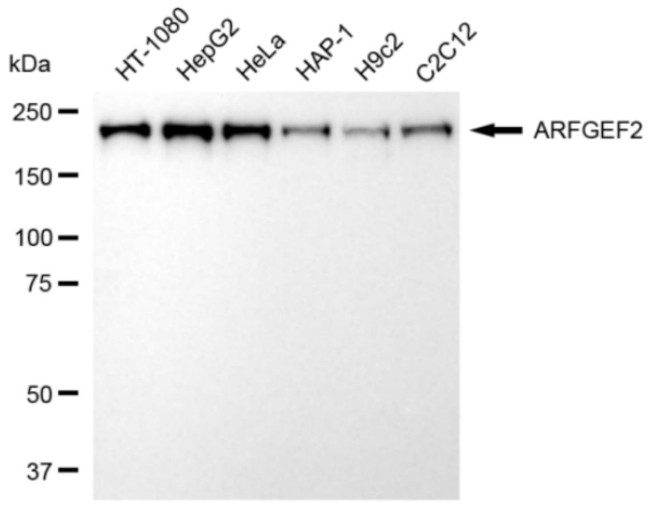 ARFGEF2 Antibody in Western Blot (WB)