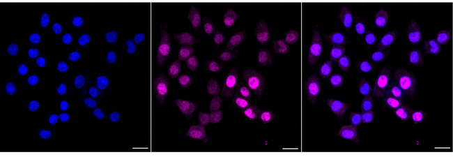 Artemin Antibody in Immunocytochemistry (ICC/IF)
