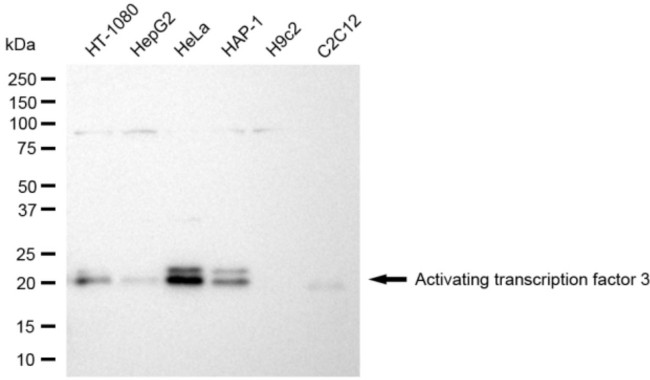 ATF3 Antibody in Western Blot (WB)