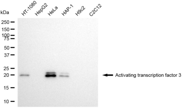 ATF3 Antibody in Western Blot (WB)