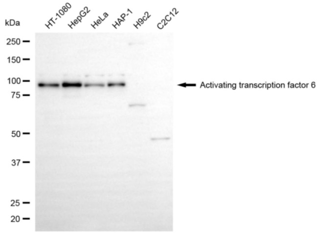 ATF6 Antibody in Western Blot (WB)