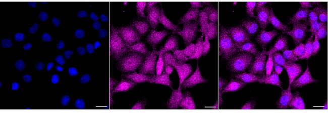 ATG13 Antibody in Immunocytochemistry (ICC/IF)