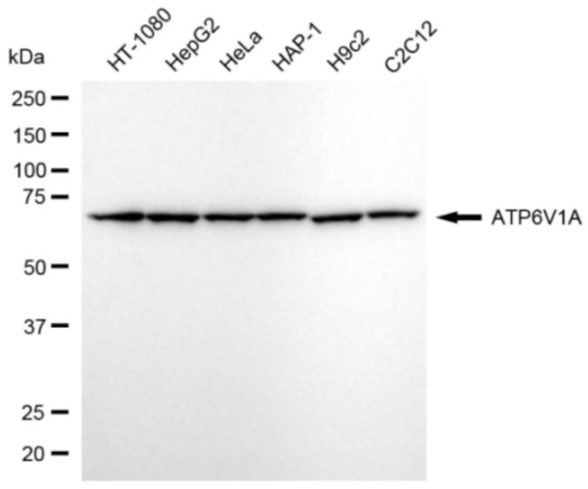 ATP6V1A Antibody in Western Blot (WB)
