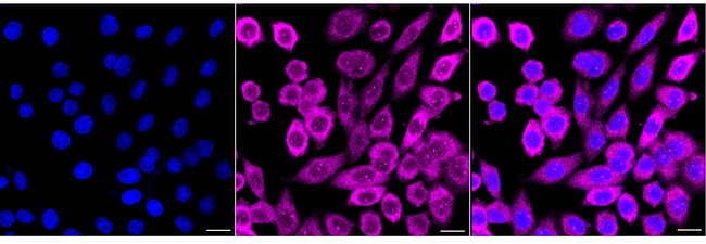AVEN Antibody in Immunocytochemistry (ICC/IF)