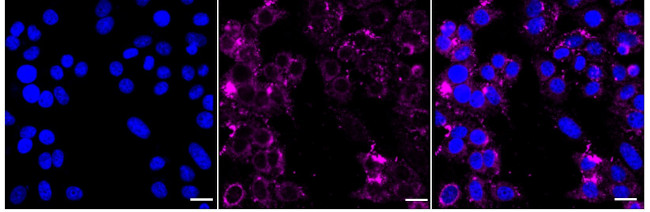 Bcl-G Antibody in Immunocytochemistry (ICC/IF)
