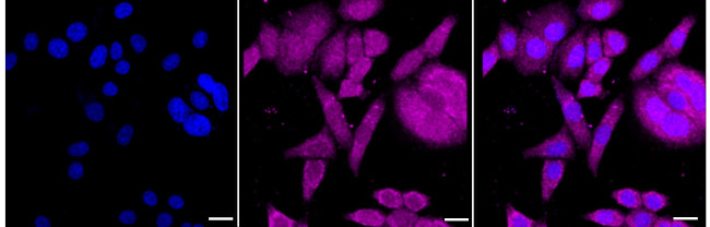 Cdc45L Antibody in Immunocytochemistry (ICC/IF)