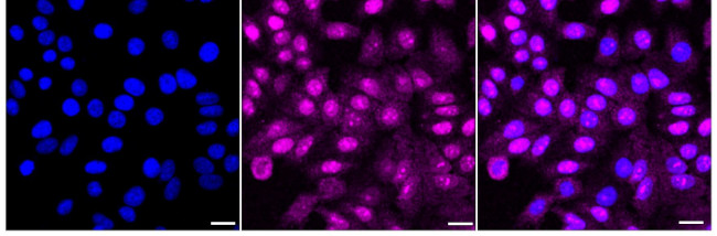 WDSOF1 Antibody in Immunocytochemistry (ICC/IF)