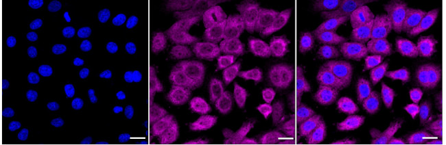 HDJ2 Antibody in Immunocytochemistry (ICC/IF)
